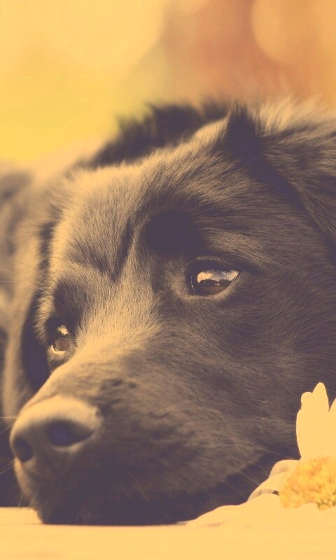 Собака с ромашкой обои