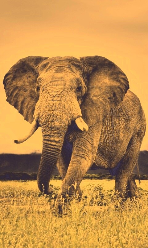 Слон на прогулке обои