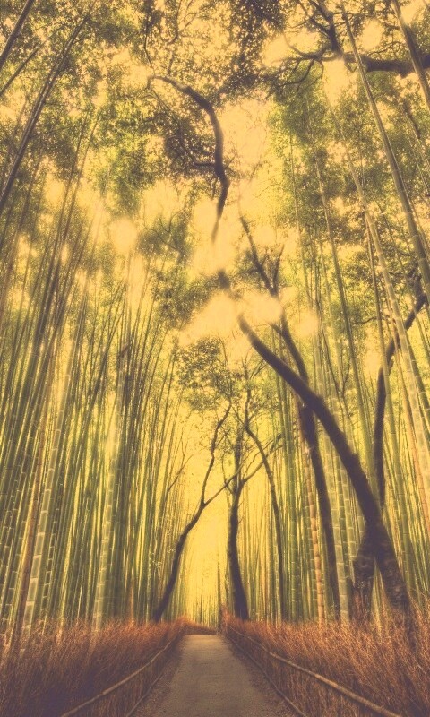 Дорога в тростниковых зарослях обои