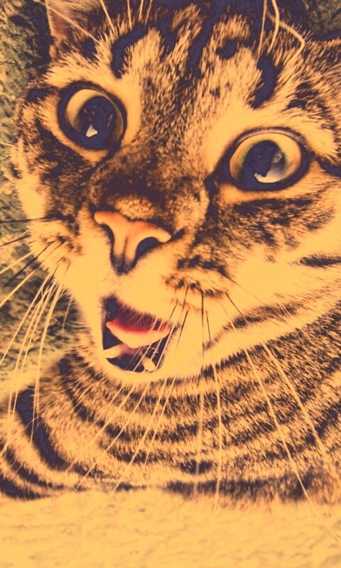 Спалившийся на ковре кошак обои