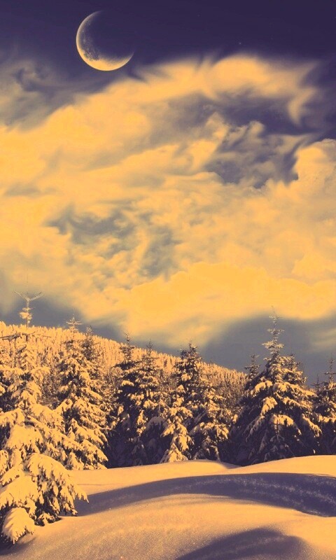 Зимний еловый лес обои