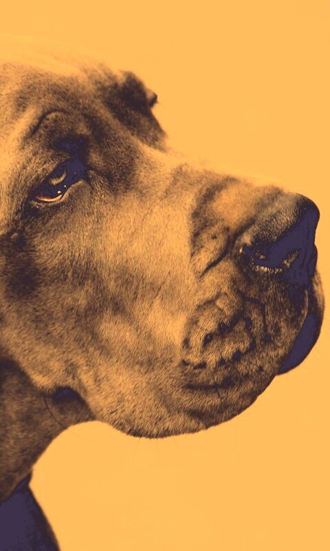 Грустная собака обои