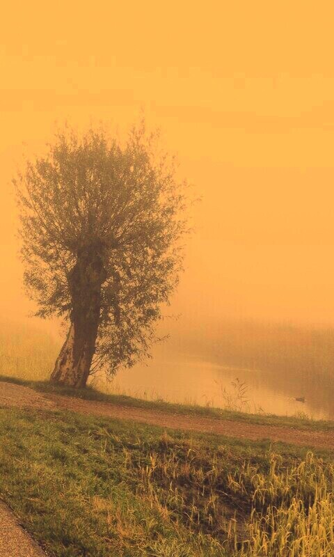 Дорога растворяется в тумане обои