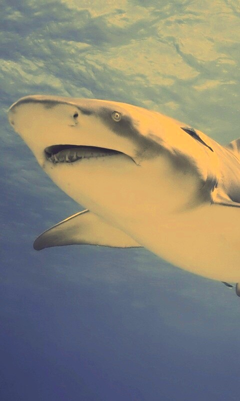 Красивая глубоководная акула обои
