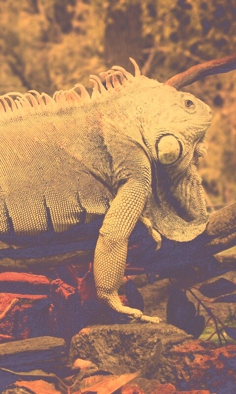 Большая игуана обои
