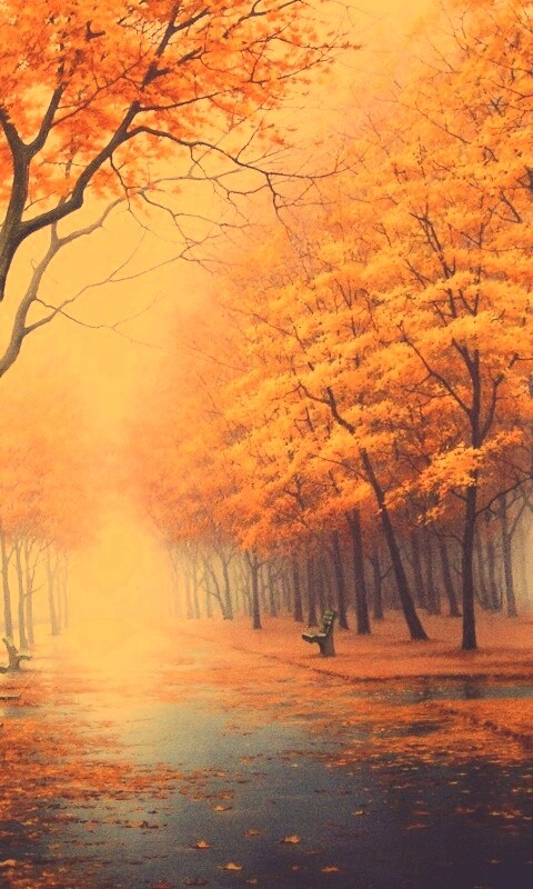 Дорога в осень обои