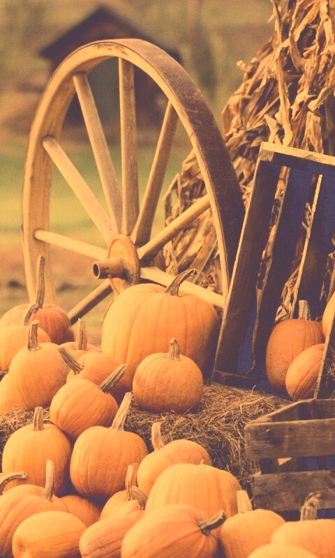 Урожай обои