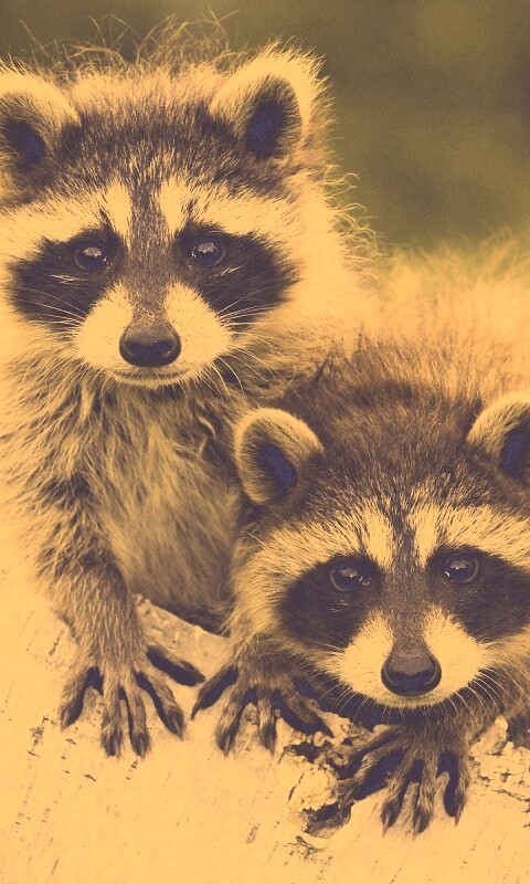 Полосатики обои