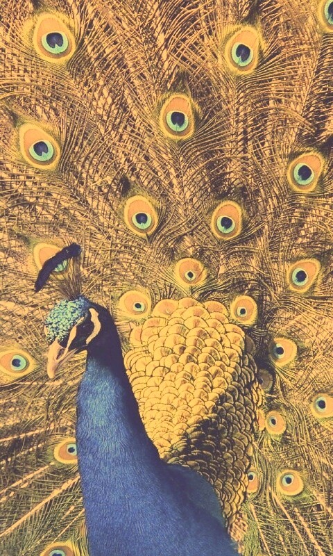 Павлин, говоришь... обои