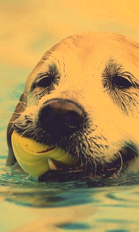 Пёс с игрушкой в зубах обои