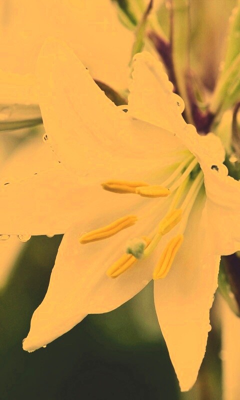 Белая лилия обои