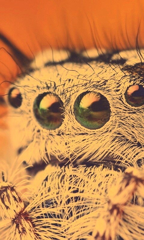 Паук в макро обои