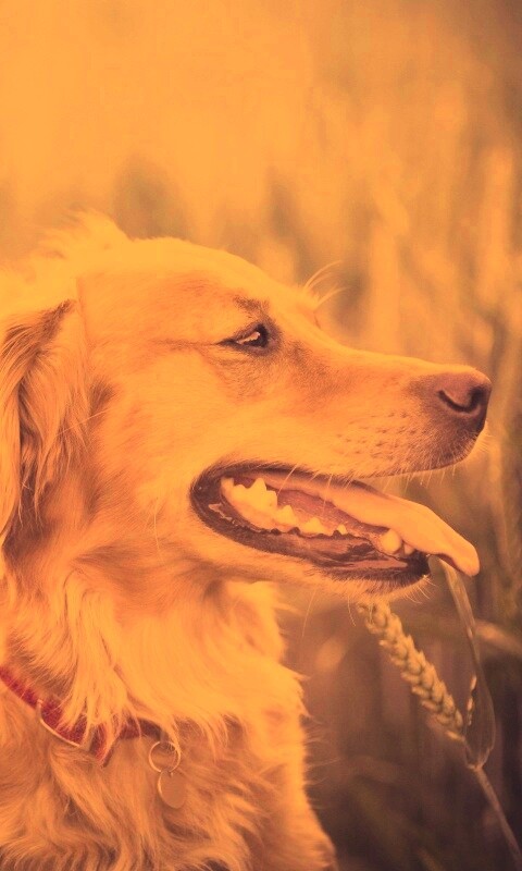 Собаки обои