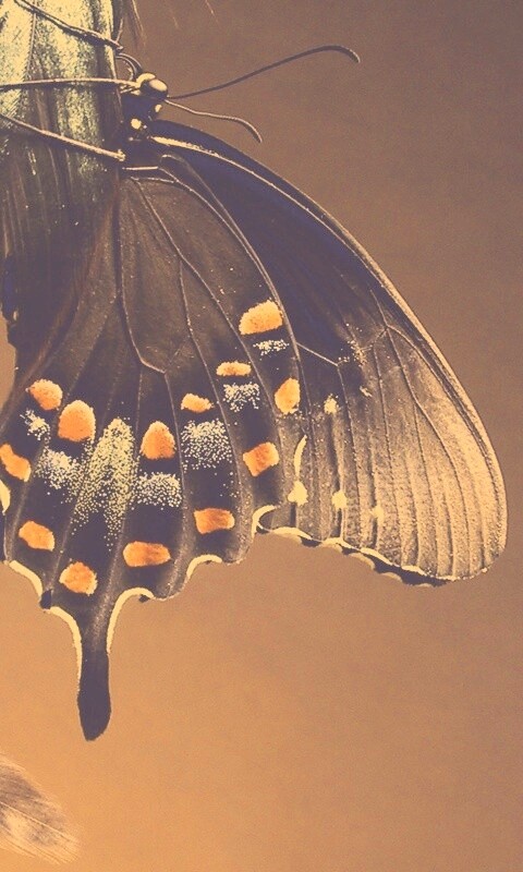 Красивая бабочка обои