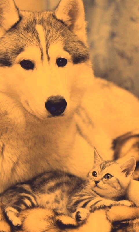 Собака и котенок обои