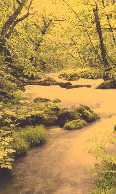 Лесная река обои