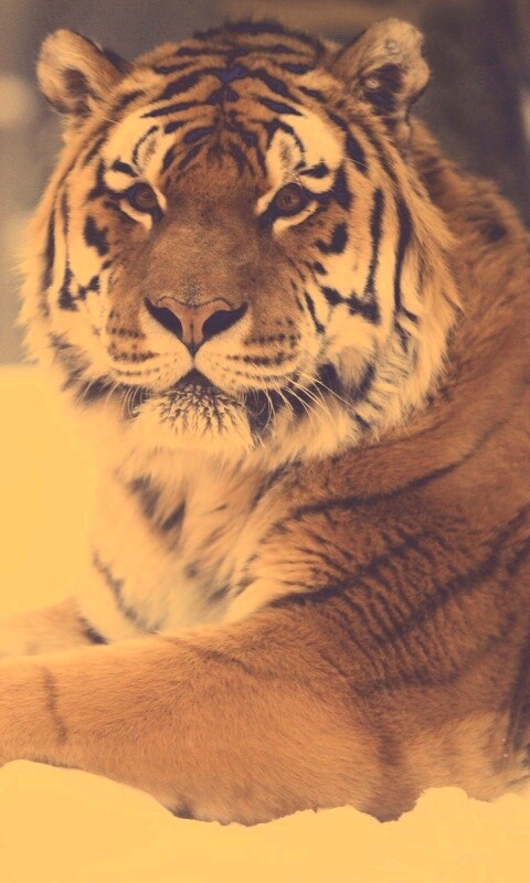 Тигр в снегу обои