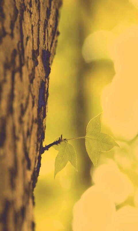 Листок на стволе дерева обои