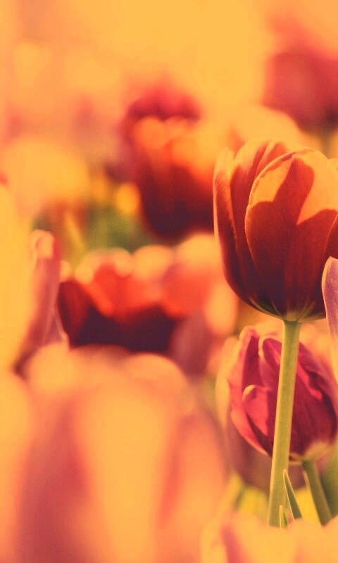 Красивые тюльпаны обои