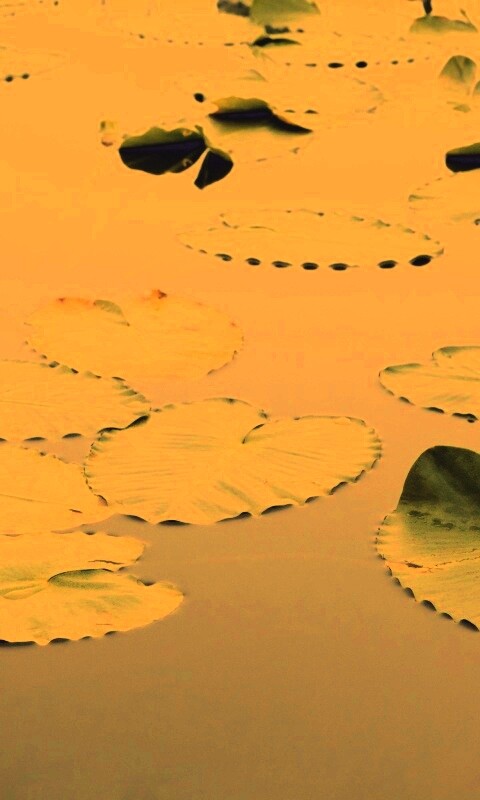 Плавающие листья обои