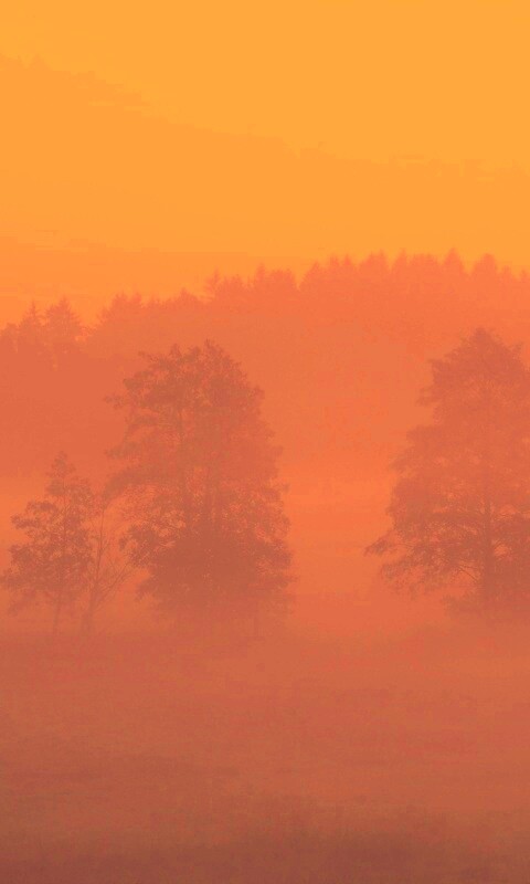 Розовый лес обои