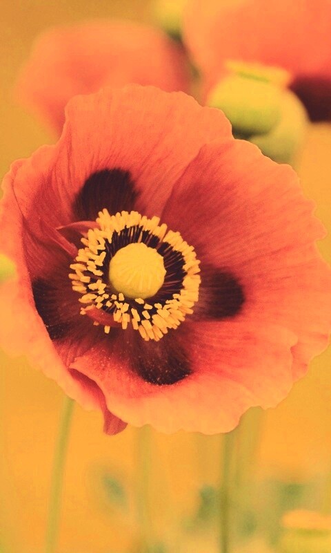 Розовые маки обои