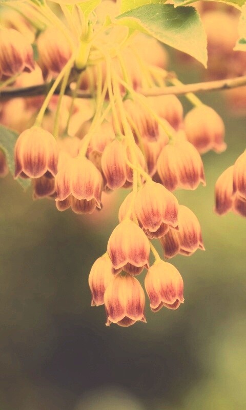 Красные колокольчики обои