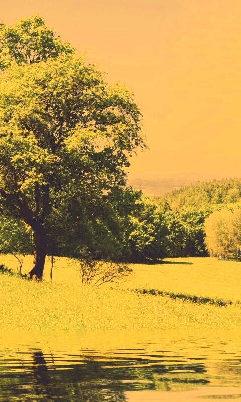 Дерево у воды обои