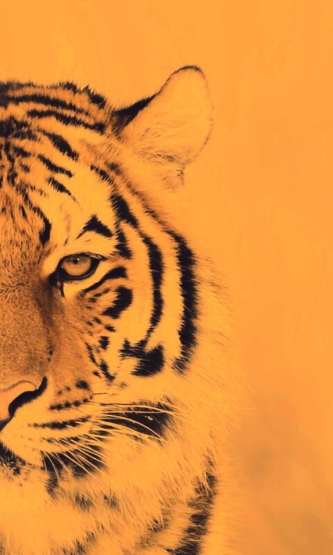 Красавец тигр обои