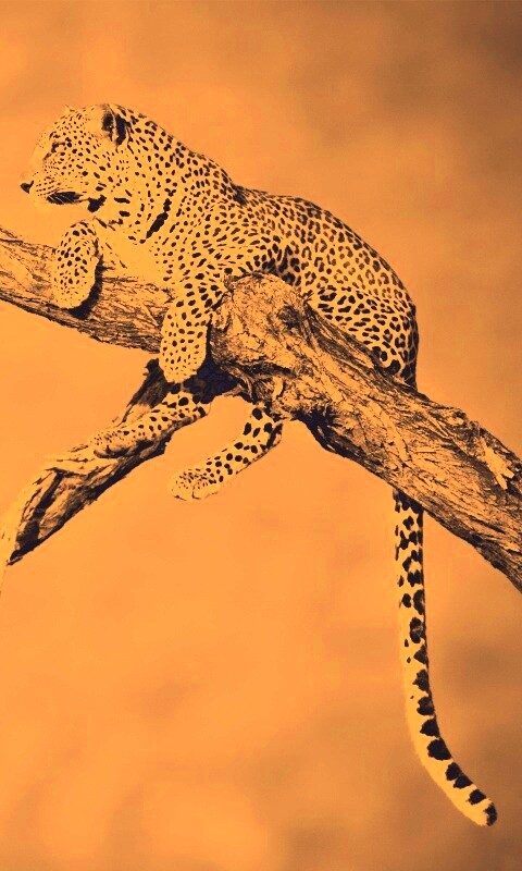 Ягуар на дереве обои