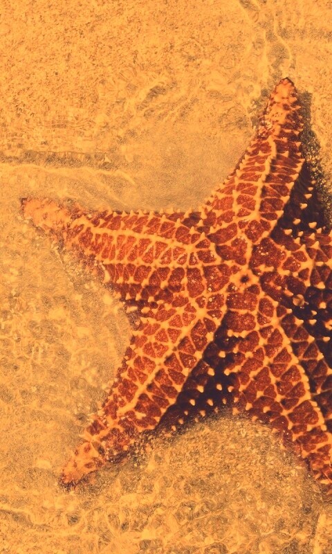 Морская звезда обои