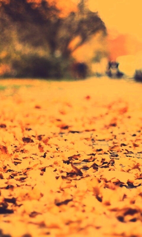 Осенние листья обои