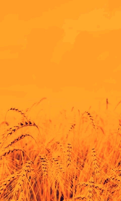 Поле колосьев обои