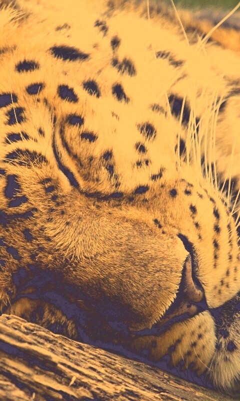 Спящий хищник обои