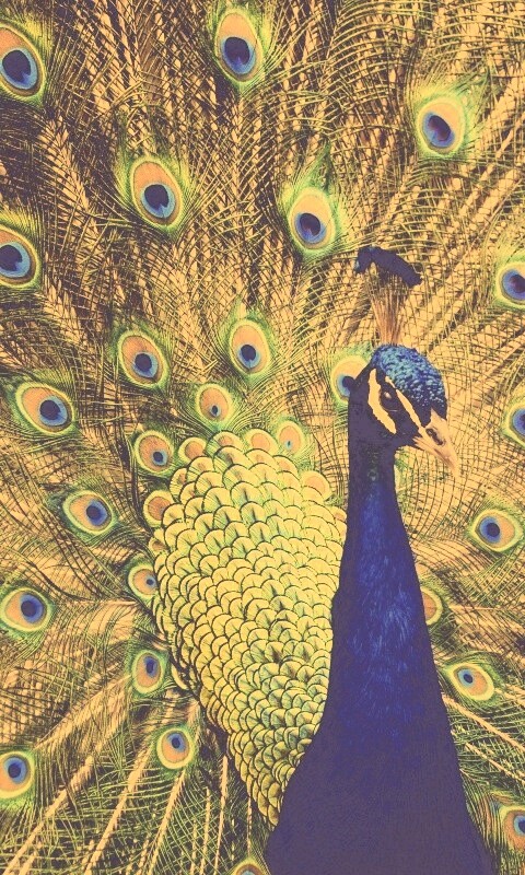 Красивый павлин обои