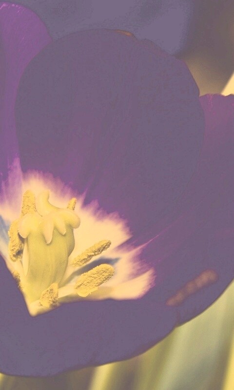 Фиолетовый цветочек обои