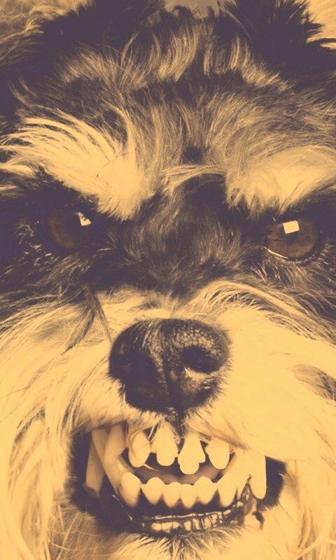 Терьер вне себя обои