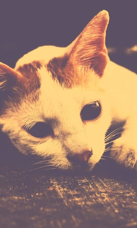 Белый кот на черном полу обои