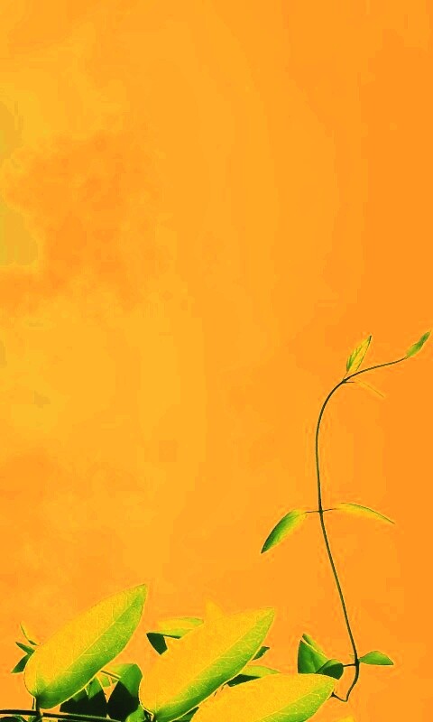 Зеленые ветви на фоне голубого неба обои