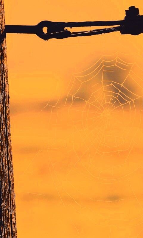 Паутина 51 обои