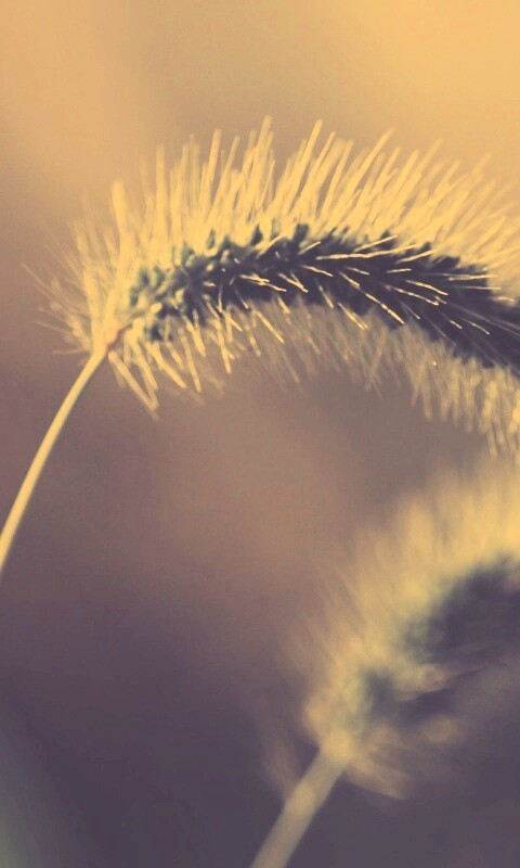 Травинка обои