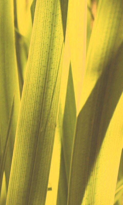 Стебли травы обои