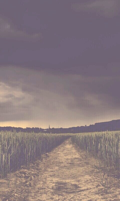 Поле ночью обои