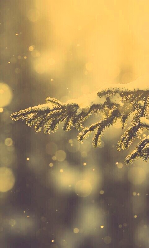 Еловая лапа обои