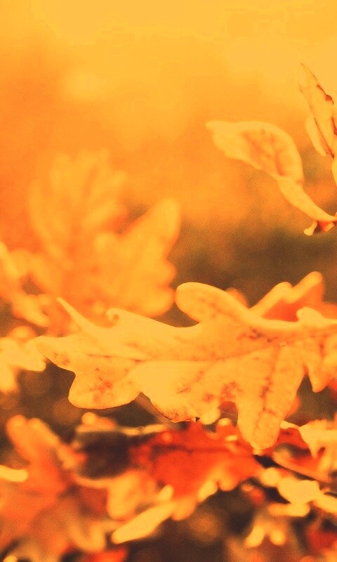 Дубовые листья обои