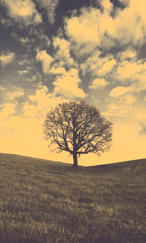 Холм одинокого дуба обои