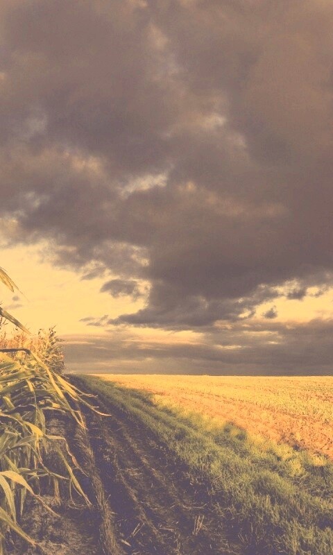 Кукурузное поле обои