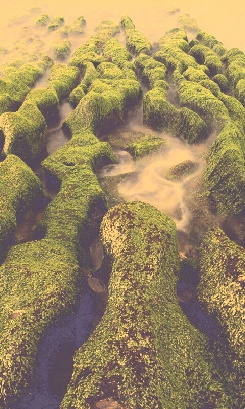 Заросший берег обои