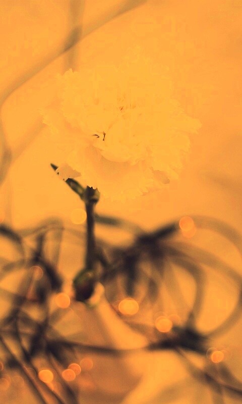 Электронный цветок обои