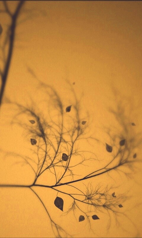 Это осень обои